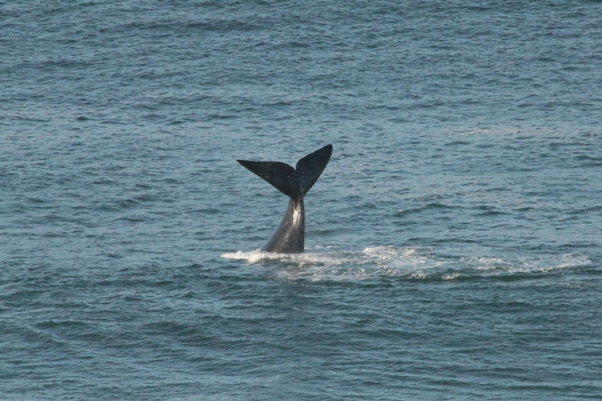 Appartamento Imperani Plettenberg Bay Esterno foto